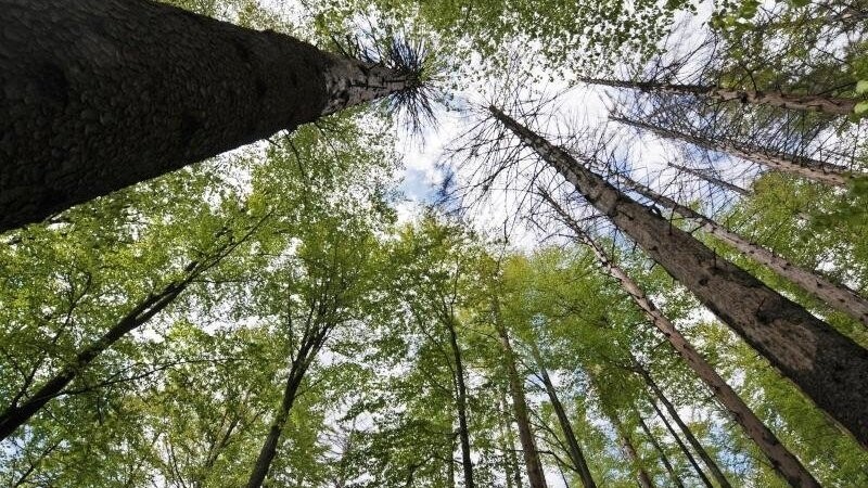 Bäume ragen im Nationalpark Bayerischer Wald in den Himmel.