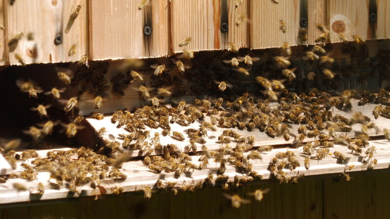 Die Amerikanische Faulbraut oder die sogenannte Bienen-Pest ist im Landkreis Landshut ausgerottet.