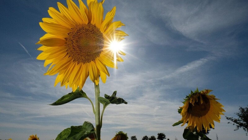 Sonnenblumen auf einem Feld.