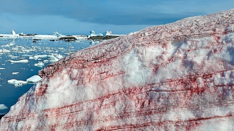 Ein Phänomen, das während des Sommers in den Polarregionen auftreten kann, färbt den Schnee rot.
