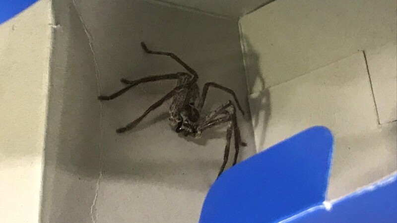 Diese Riesenkrabbenspinne hatte sich im Rucksack zweier Touristen verkrochen und hatte es Anfang März so von Australien bis nach München geschafft. Für die Spinne wird noch ein Pfleger gesucht.