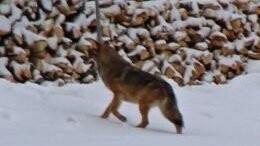 Dieses Foto rief im Dezember das Landesamt für Umwelt auf den Plan. Mittlerweile ist klar, dass es sich bei dem fotografierten Tier tatsächlich um einen Wolf handelt.