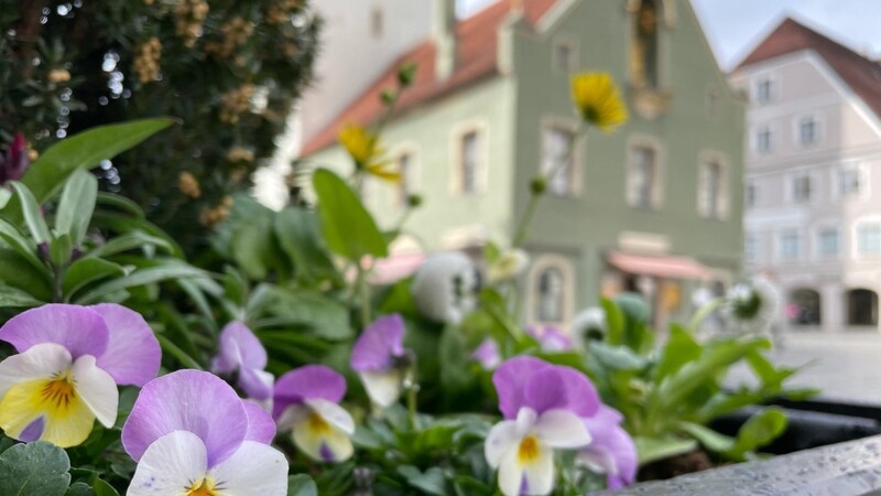 Am Ludwigsplatz in Straubing begrüßen die ersten Pflanzen den Frühling.