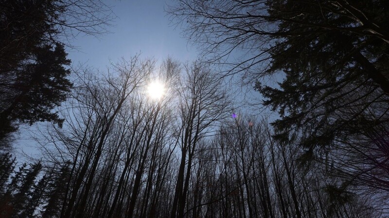 Die Sonne scheint hinter den noch kahlen Bäumen eines Mischwaldes.