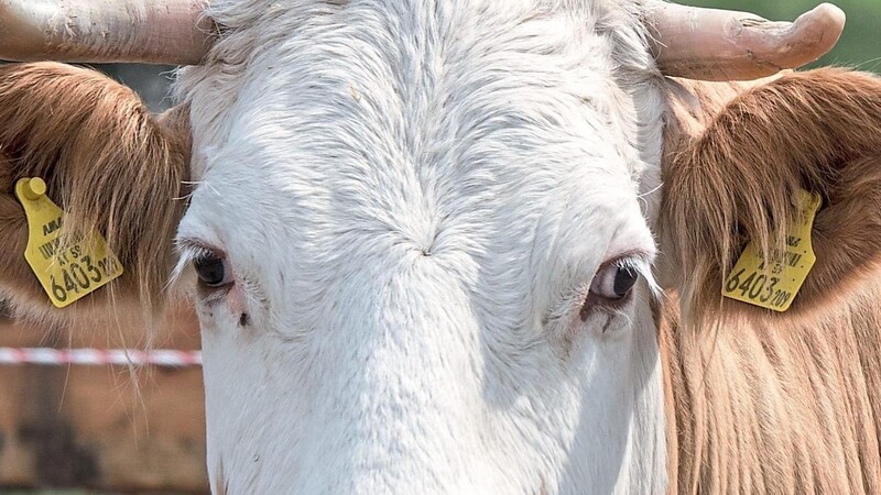 Ein Rind sollte auf einen mehrere Tage dauernden Tiertransport nach Zentralasien geschickt werden. Das Veterinäramt Landshut hat dies unterbunden. (Symbolfoto)
