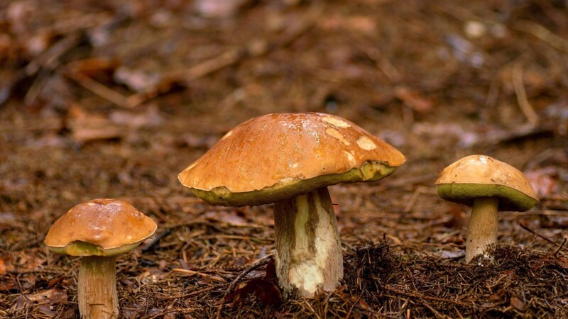Ein Fichtensteinpilz wächst in einem Wald in Bayern. Schwammerl-Sammler werden derzeit vor der Strahlenbelastung bei Pilzen gewarnt. (Symbolbild)