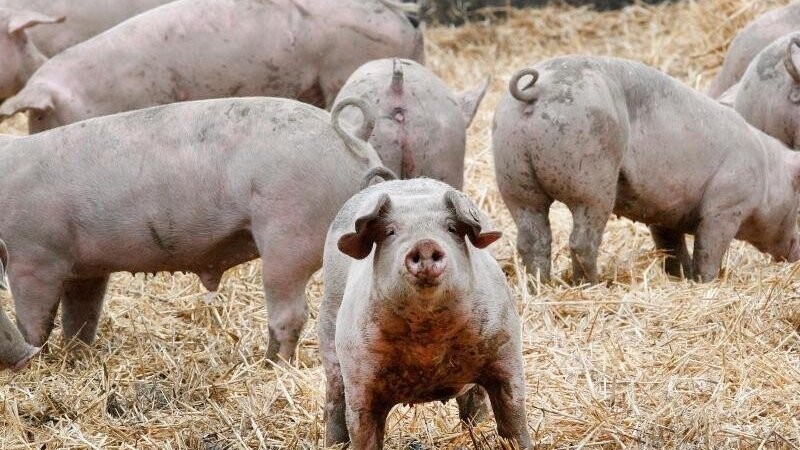 Schweine stehen in einem Betrieb im Freien. Der Bayerische Bauernverband (BBV) und Wirtschaftsminister Hubert Aiwanger sehen die Existenz der bayerischen Schweinehaltung in Gefahr. (Symbolbild)