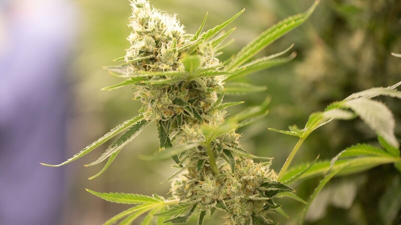 Eine blühende Cannabispflanze.
