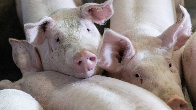 In Bayern gibt es derzeit weniger schweinehaltende Betriebe als noch im Vorjahr. (Symbolbild)