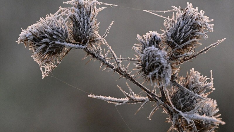 Der Nachtfrost hat Eiskristalle auf einer Pflanze entstehen lassen.