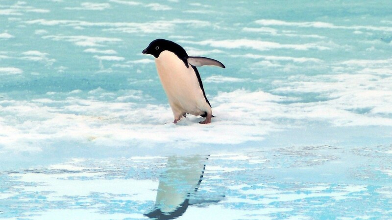 Eine der bekanntesten und vielleicht auch berührendsten Szenen in Herzogs Antarktis-Dokumentation dreht sich um einen Pinguin.( Symbolfoto)