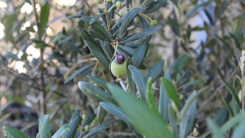 Oliven durchlaufen mehrere Reifestadien.