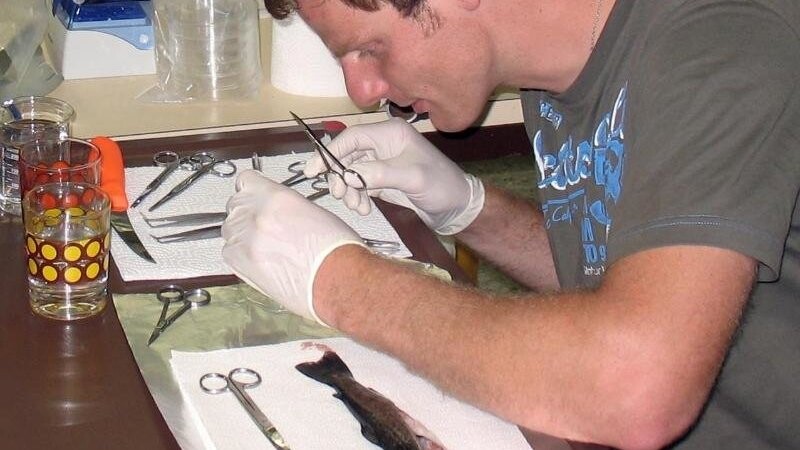 Jens-Eike Täubert untersucht im Lehrstuhl für Zoologie an der TU München eine Forelle.