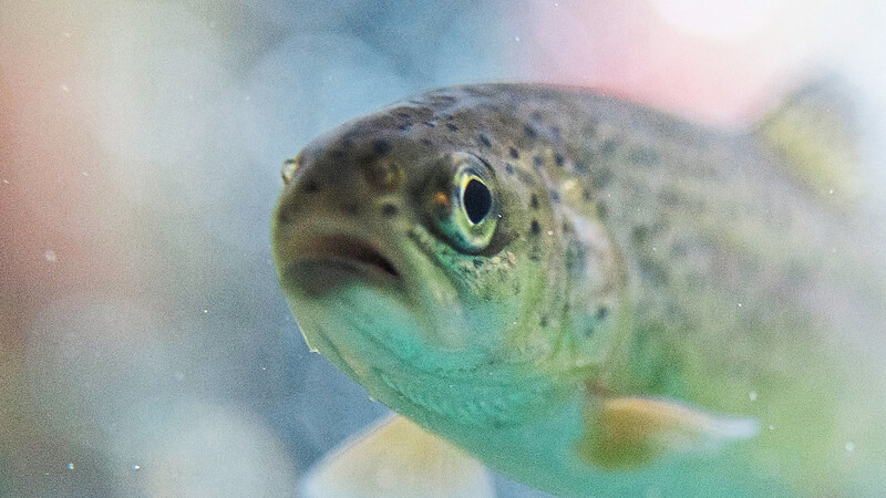 Unbekannte haben einen kompletten Fischweiher in Ramersdorf geleert und daraus circa 30 Forellen entnommen. (Symbolfoto)