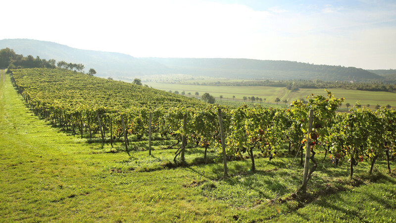 Das Weinanbaugebiet Saale-Unstrut wird mitunter auch die "Toskana des Nordens" genannt.