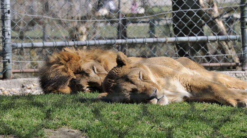 Die Löwen des Tiergartens würden sich über ein neues Gehege freuen.