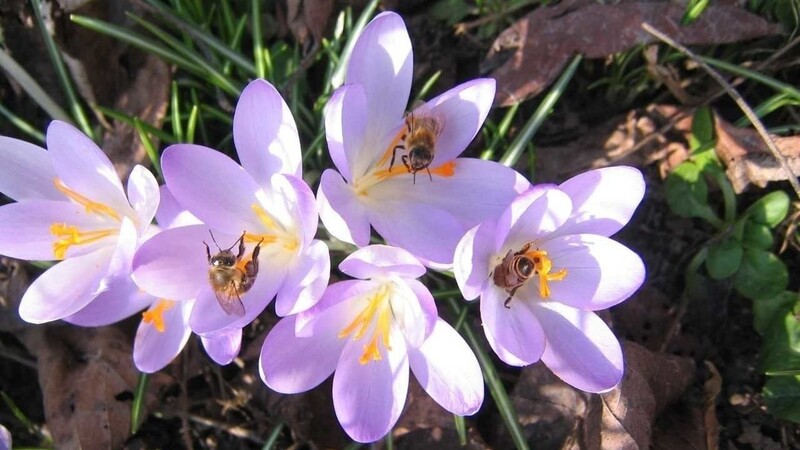 Ab Temperaturen zwischen zehn und zwölf Grad fliegen Bienen aus und holen lebenswichtigen Pollen von Frühblühern wie den Krokussen.