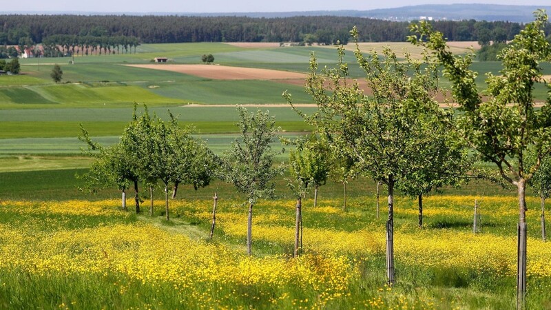 Apfelbäume stehen auf einer Streuobstwiese in Bayern.