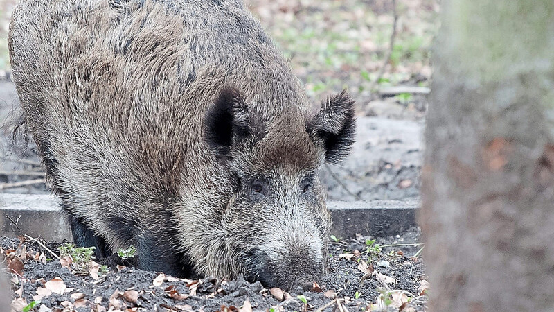 Wildschweine wühlen intensiv im Boden nach Nahrung und nehmen damit auch erhöhte Dosen des Tschernobyl-Cäsiums auf.