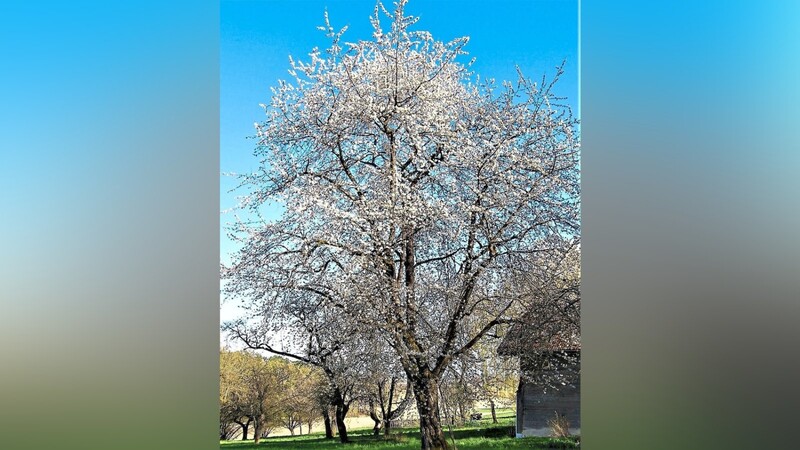 Ein alter Kirschbaum in voller Blüte - eine Augenweide.