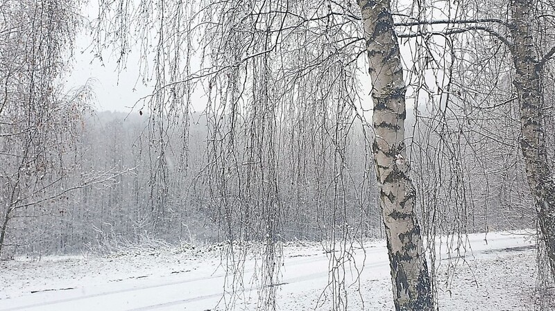 Weiß in weiß präsentiert sich derzeit der Falkensteiner Vorwald. Winterwandern ist jetzt ein reines Vergnügen.