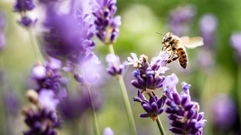 Eine Biene sucht im Frankfurter Bethmannpark Lavendelblüten nach Nektar ab.