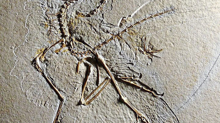 Dieser versteinerte Archaeopteryx wurde im Altmühltal gefunden.