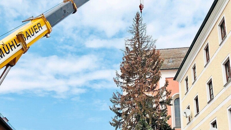Ein 80-Tonnen-Kran hob den Baum am Donnerstagnachmittag in den Himmelreichweg, wo er anschließend zerlegt wurde.