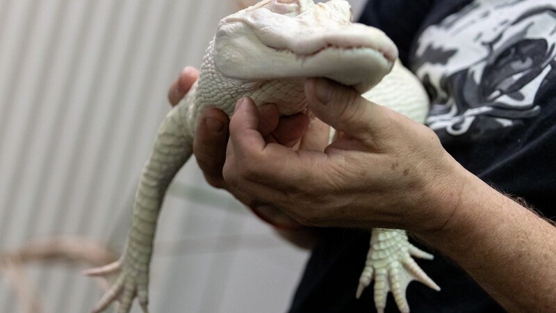 Ein Albino-Alligator liegt in der Reptilien-Auffangstation in den Händen des Stations-Leiters.