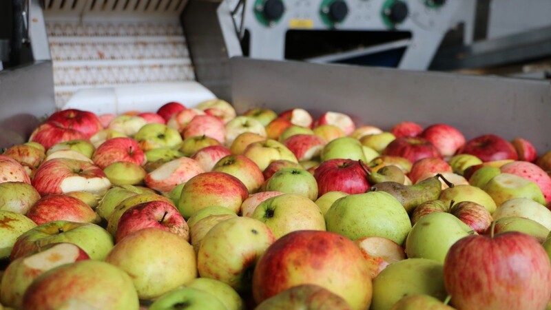 Äpfel und Birnen in der Altdorfer Obstpressanlage. Die Birnen geben den Saft einen süßeren Geschmack.