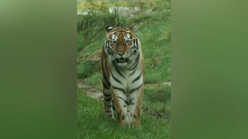 Die junge Tigerin Suna hat zum zweiten Mal Nachwuchs bekommen. Leider wiederum mit tragischem Ende. (Foto: Archiv)