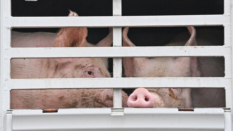 Wurden die zur Schlachtung vorgesehenen Schweine im Zuge des Warnstreiks bei Vion ordnungsgemäß versorgt? Der niederländische Fleischkonzern hat sich nun nochmals dazu geäußert.