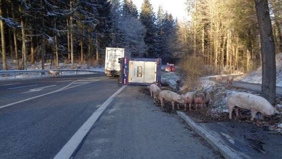 Der Anhänger eines Viehtransporters mit 81 Schweinen ist bei Adlkofen umgekippt.