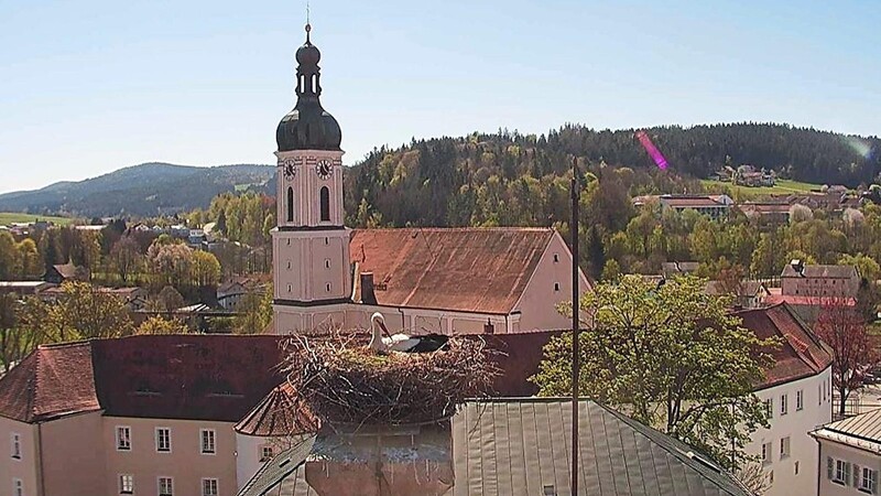 Nestpflege über den Dächern der Kurstadt: Seit 15. April brüten im Horst am Rathaus die Störche.