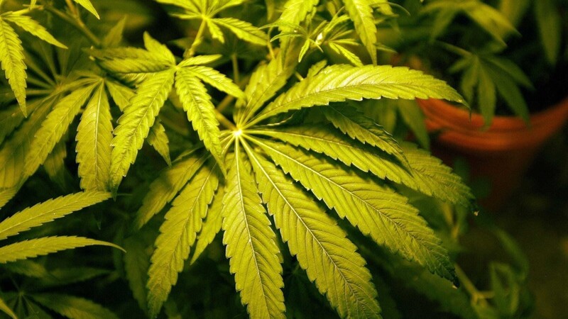 Die Beamten entdeckten eine Aufzuchtanlage für Marihuana sowie frische und getrocknete Cannabispflanzen.