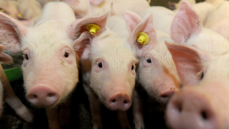 Bei einem Ausbruch der Schweinepest werden über eine Koordinationsgruppe sofort Maßnahmen ergriffen (Symbolbild).