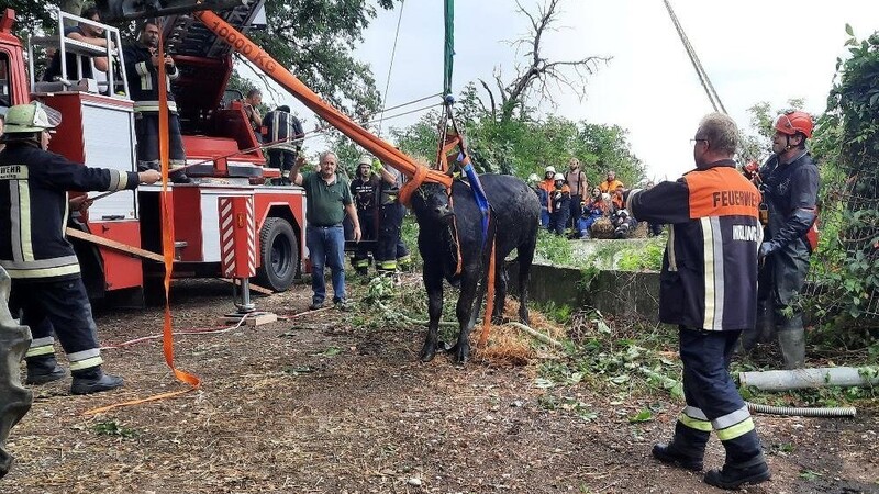 In Pocking musste am Freitagmorgen eine Kuh aus einer Güllegrube gerettet werden.