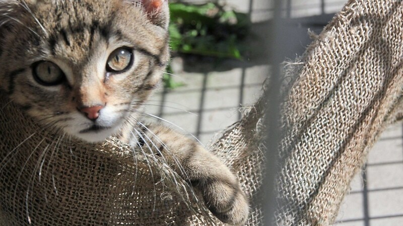 Die Tigerkatze und viele andere Tiere warten im Tierheim auf neue Besitzer.