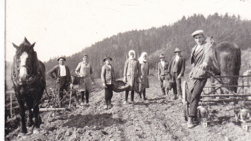 Erdäpflarbeiten beim "Hoferbauern", links Bauer Alois Heigl.