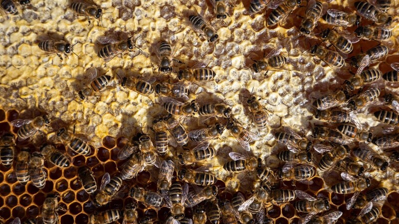 Bienen tummeln sich auf einem Bienenrahmen.