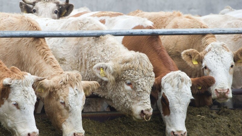 Die Anzahl der Viehhalter in Bayern ist im Vorjahr etwas gesunken.