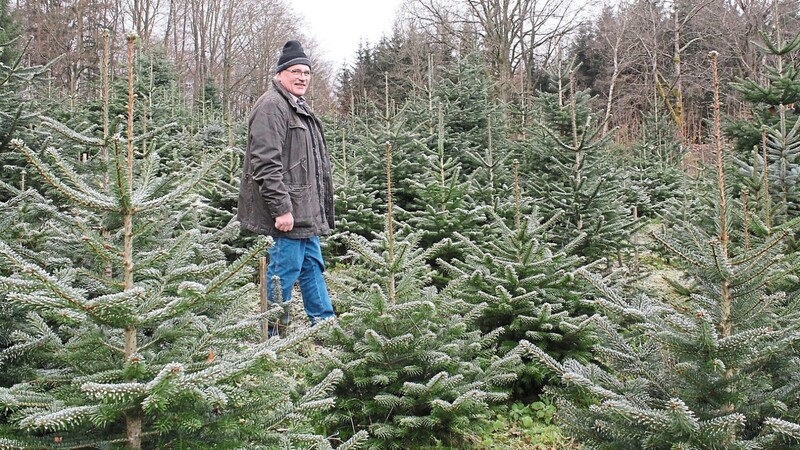 Ein Baum unter vielen: Manfred Seidl fühlt sich wohl auf seiner Plantage. Seit 32 Jahren widmet er sich dem Christbaumverkauf.
