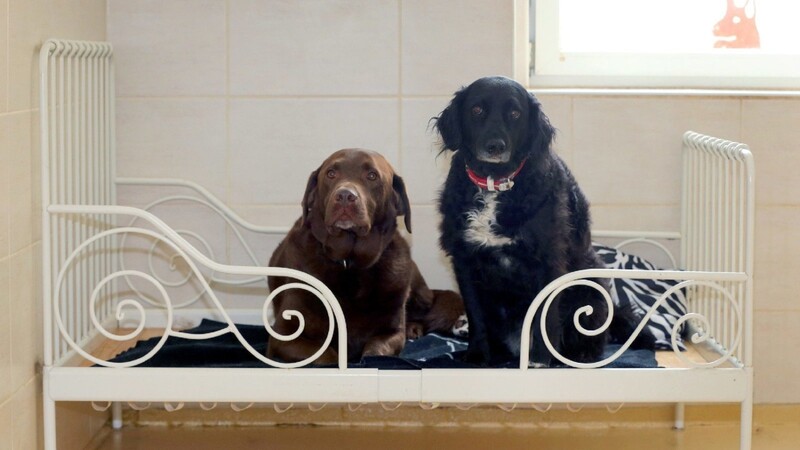 Labrador Lui (l.) und Mischling Luna sitzen gemeinsam auf dem Bett eines Zimmers ihres Hundehotels in Kettershausen.