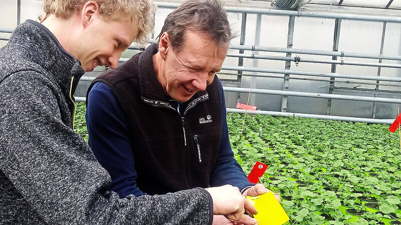 Bei der Befallskontrolle der Gelbtafeln: Martin Schwarzer (rechts) mit seinem Auszubildenden in seinem Gartenbaubetrieb in Konzell