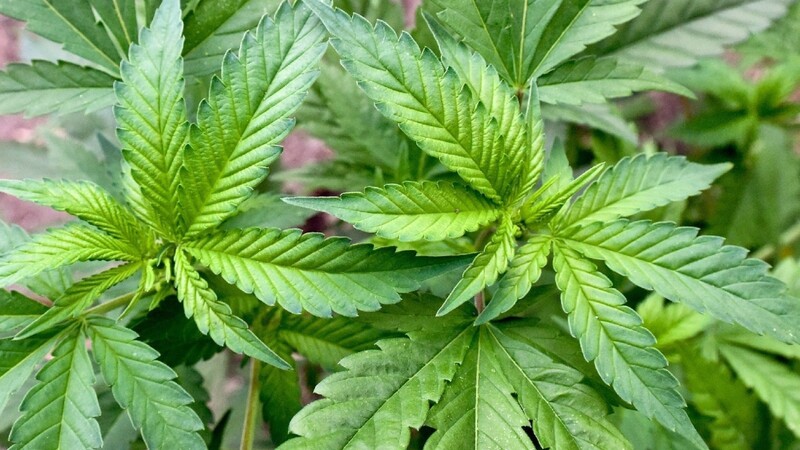 In Aholfing hat eine Anwohnerin zufällig eine Marihuana-Plantage entdeckt.