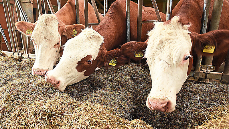 Im Landkreis Landshut gibt es derzeit 715 Bauernhöfe mit Rinderhaltung, vor zehn Jahren waren es noch 1040. Der Bestand hat sich im selben Zeitraum von 78.628 auf 62.417 Tiere verringert.