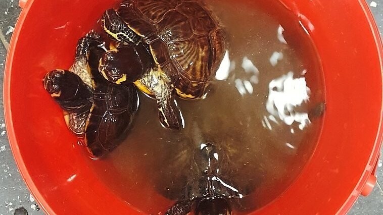 Acht Wasserschildkröten wurden abgegeben.