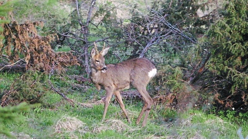 Am 1. Mai begann die Jagdsaison für Rehwild (Böcke und Schmalrehe, also weibliche Tiere unter einem Jahr).