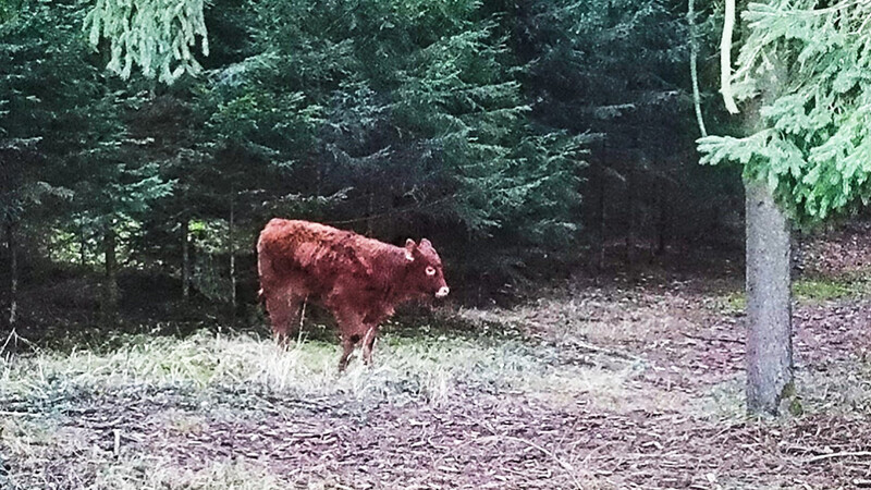 Diese Kuh lebt seit einigen Tagen in Wäldern im Landkreis Landshut.
