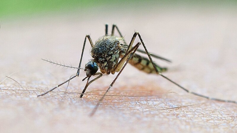 Nur die weiblichen Mücken stechen, weil sie das Blut zur Eierproduktion brauchen.